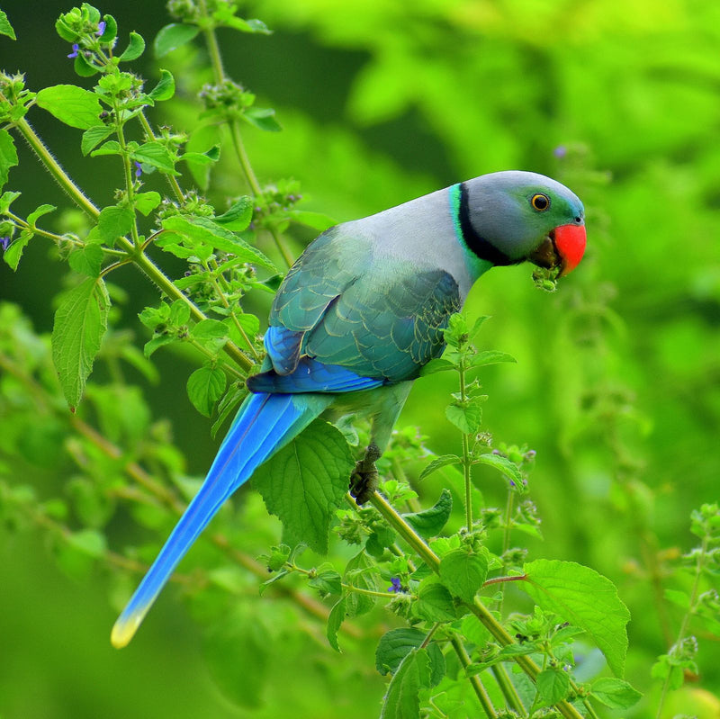 Indian ringneck beside a Seed Cube no-mess feeder