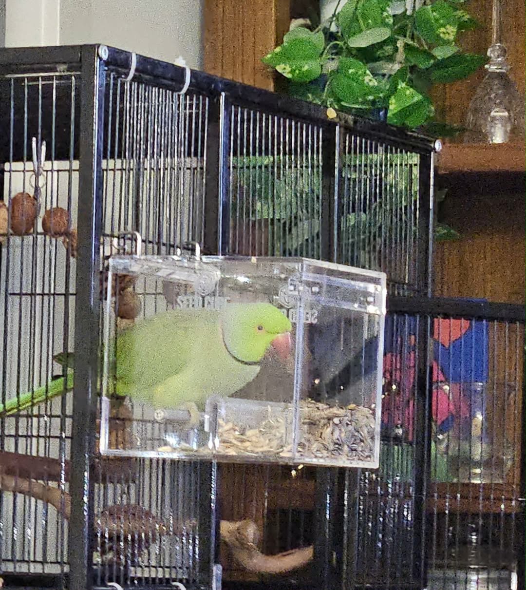 Indian ringneck feeding setup using a Small Seed Cube no-mess feeder