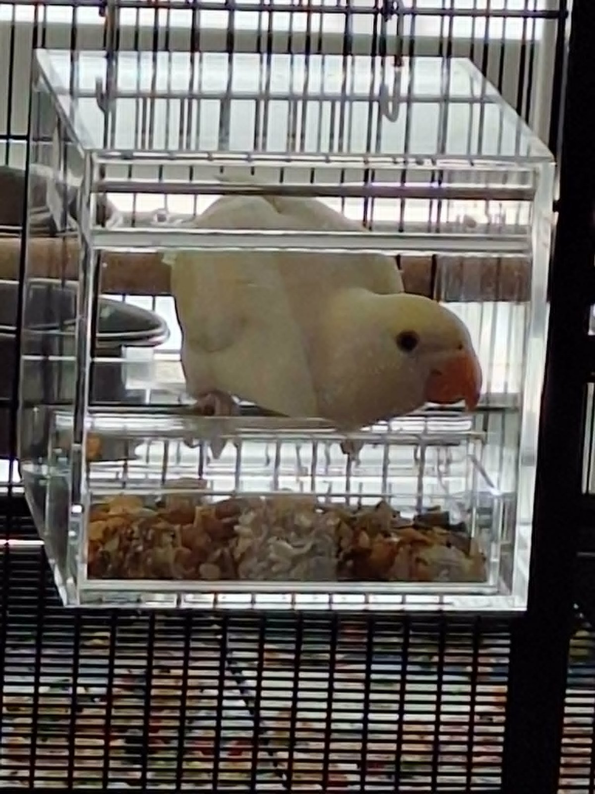 Customer bird using a Small Seed Cube