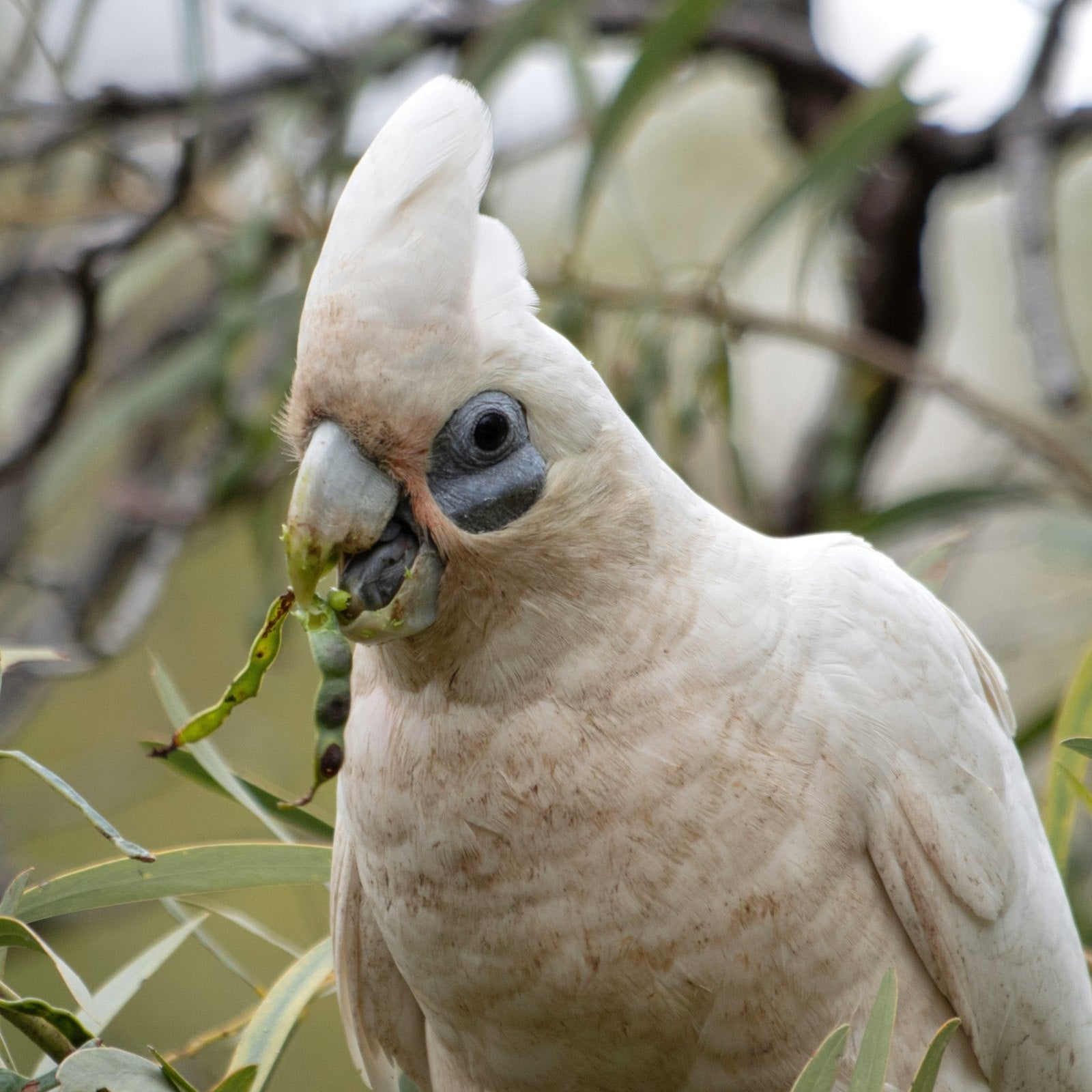 Little corella eating green native seed pods, the natural diet behind a Seed Cube no-mess feeder