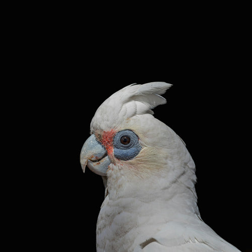 Species hero image