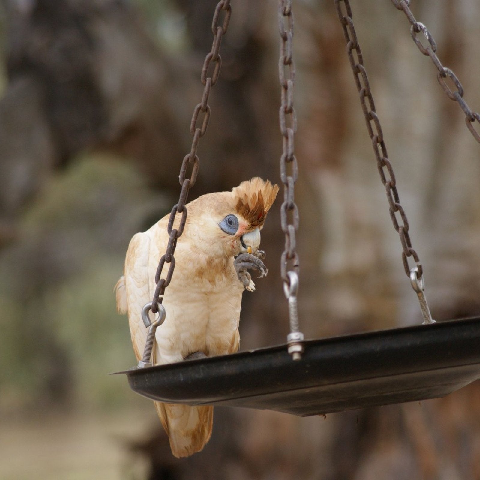 Little corella feeding from a hanging tray feeder, the mess a Seed Cube no-mess feeder prevents
