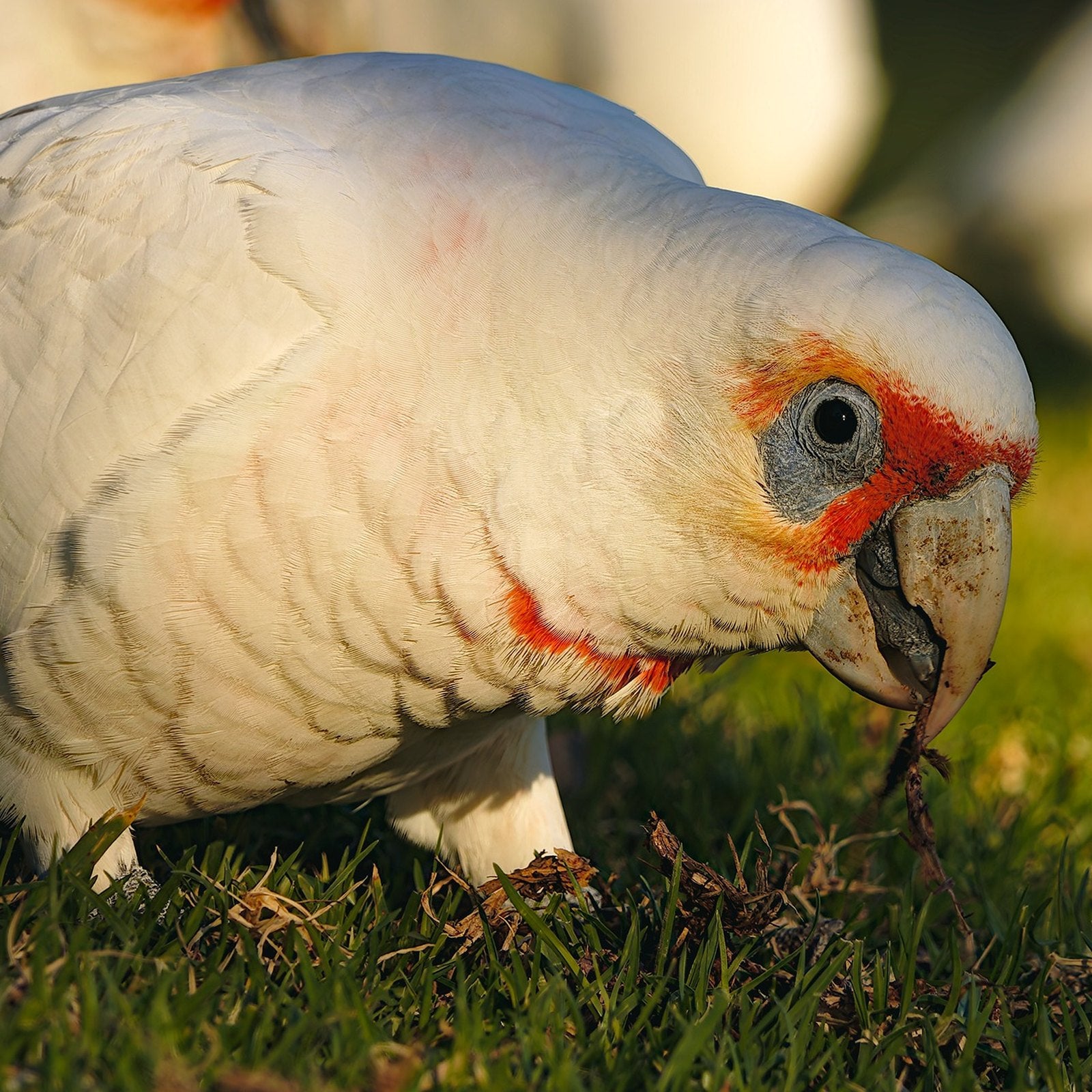 Long-billed corella digging in grass with its long bill, a good fit for a Seed Cube no-mess feeder