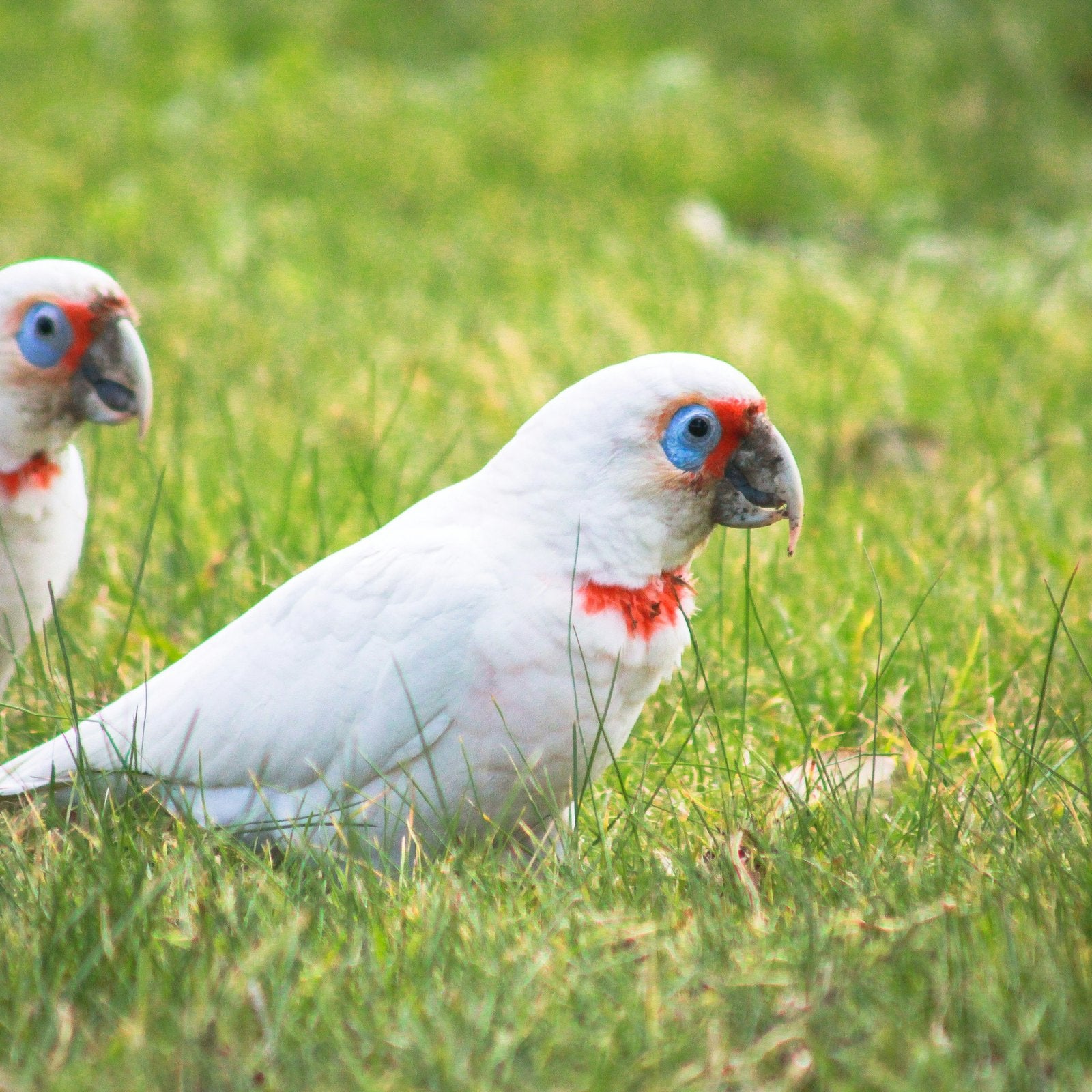 Pair of long-billed corellas foraging on grass, birds suited to a Seed Cube no-mess feeder