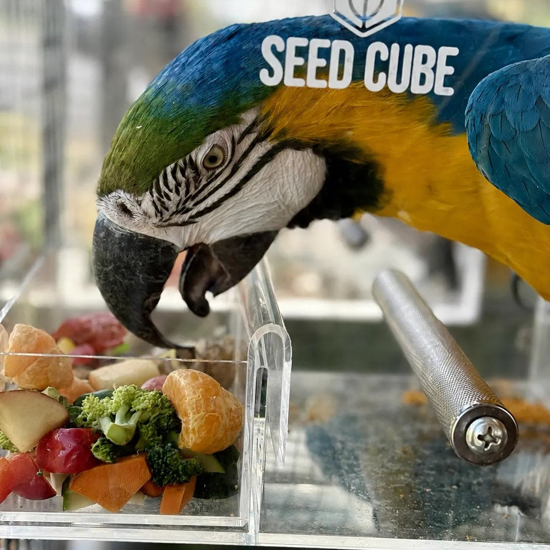 Blue and gold macaw eating fresh food from a Seed Cube feeder