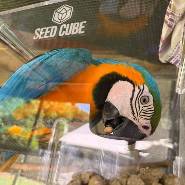 Blue and gold macaw eating pellets inside a Seed Cube feeder