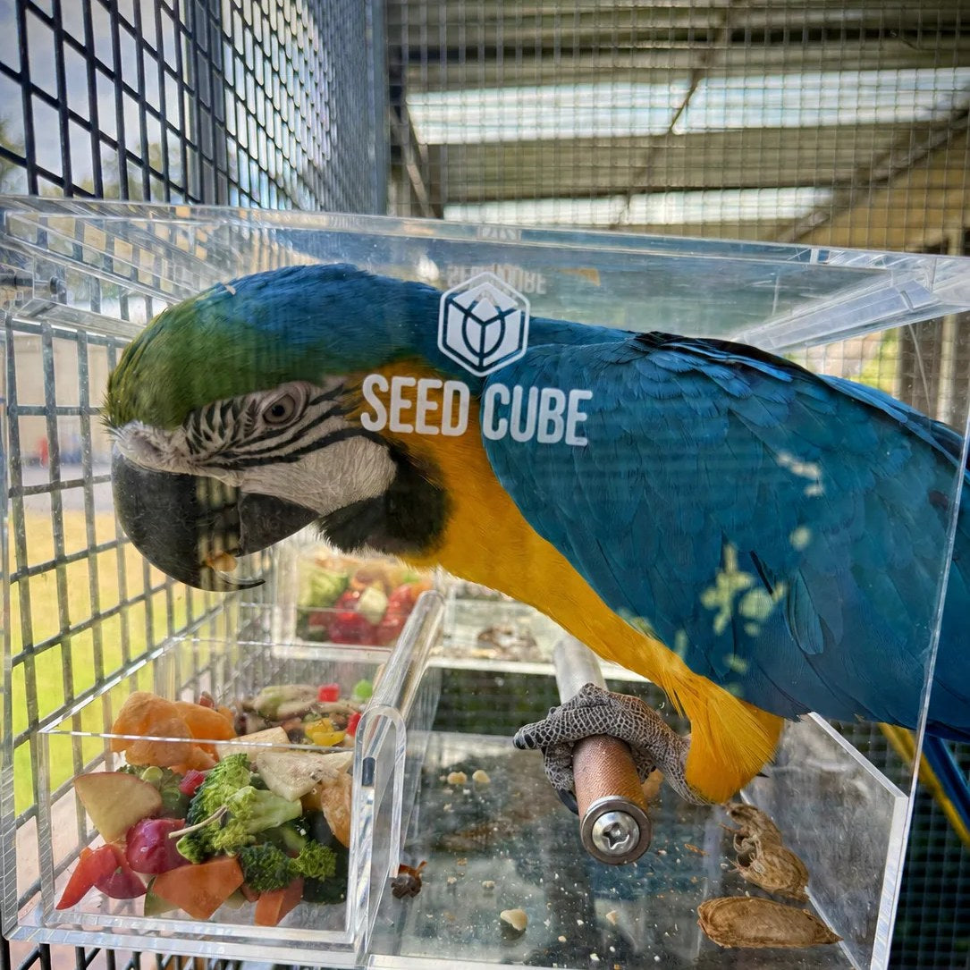 Blue and gold macaw eating fresh vegetables from a Seed Cube no-mess feeder