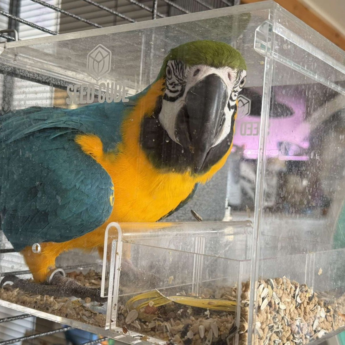 Blue and gold macaw using a Seed Cube no-mess feeder on its cage