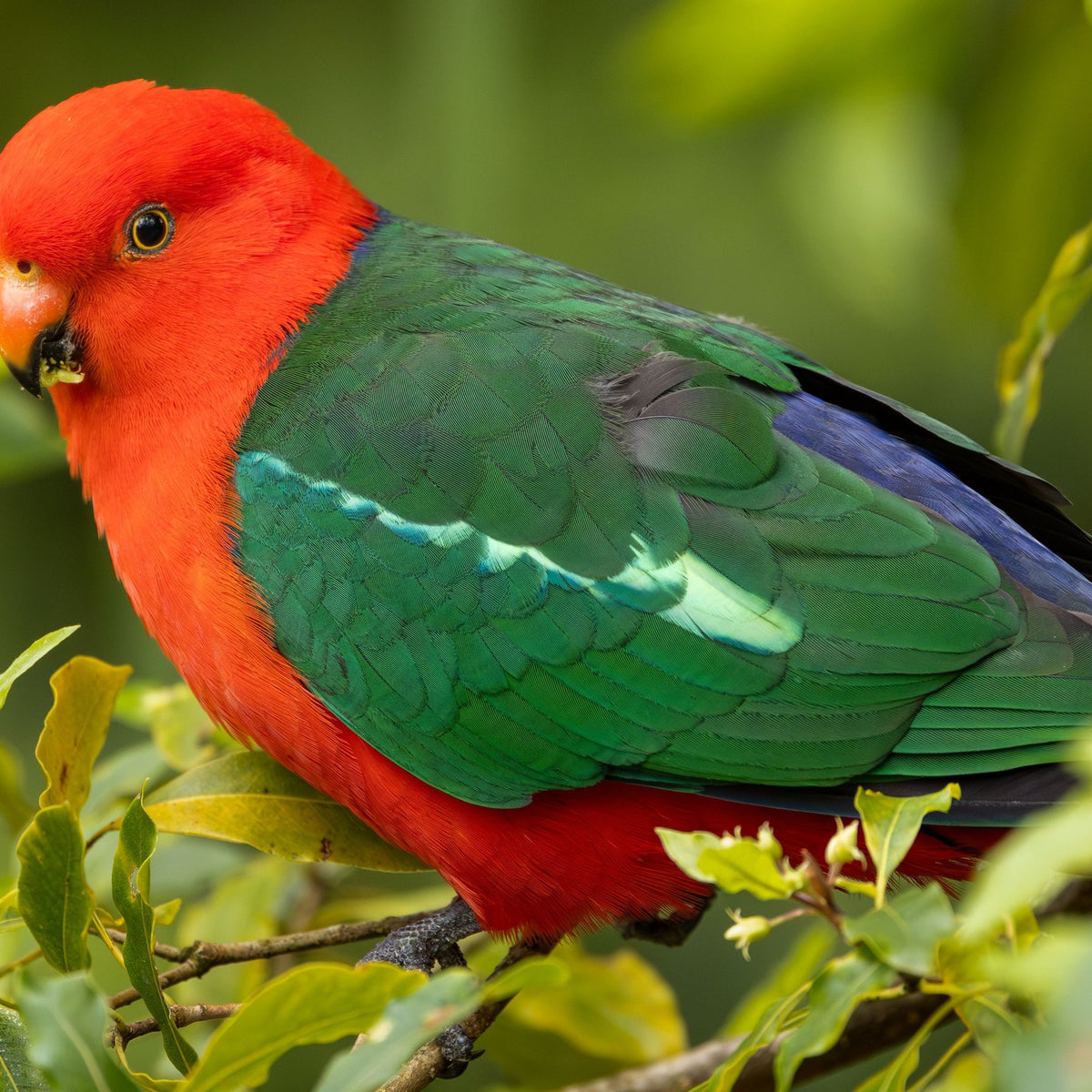 Male Australian king parrot in green foliage showing its full size, suited to a Large Seed Cube no-mess feeder