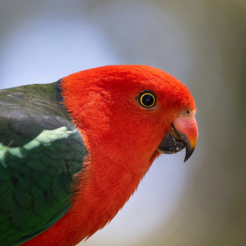 Male Australian king parrot head portrait, king parrot care guide