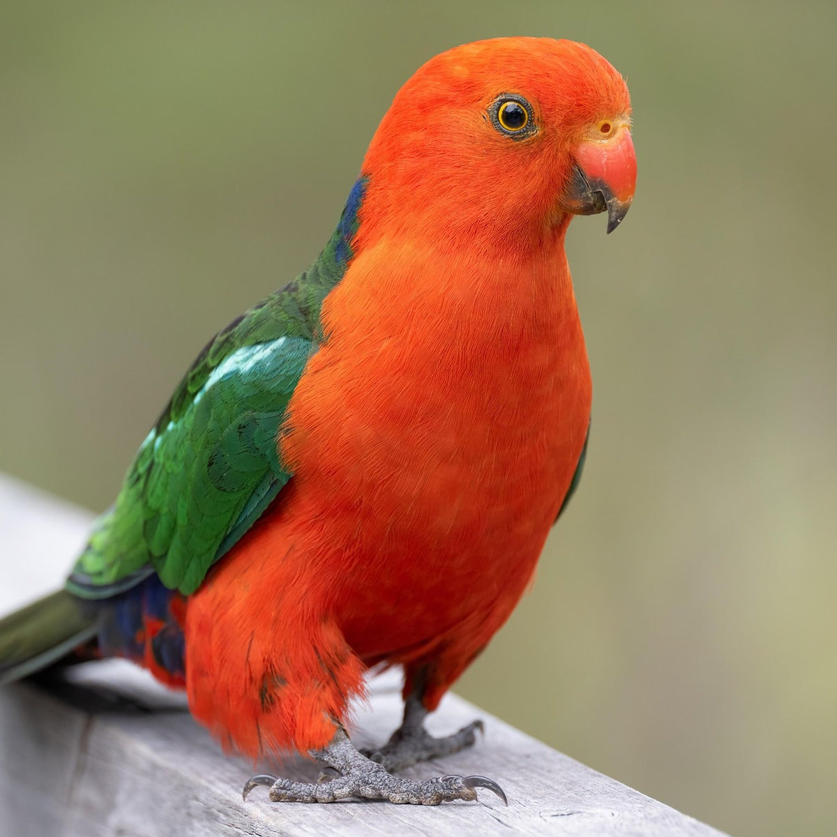 Male Australian king parrot standing on a timber rail at a garden feeding station, suited to a Large Seed Cube no-mess feeder