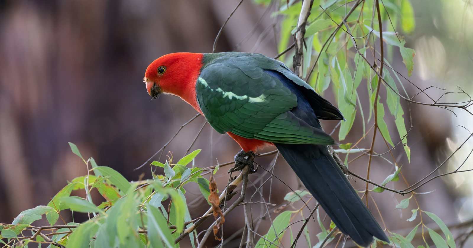 Male Australian king parrot feeding up in a eucalypt canopy, the wet-forest habitat that shapes its diet