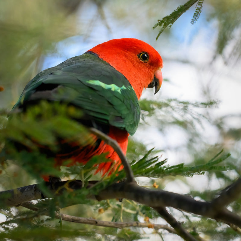 Male Australian king parrot perched in wattle, king parrot no-mess feeder