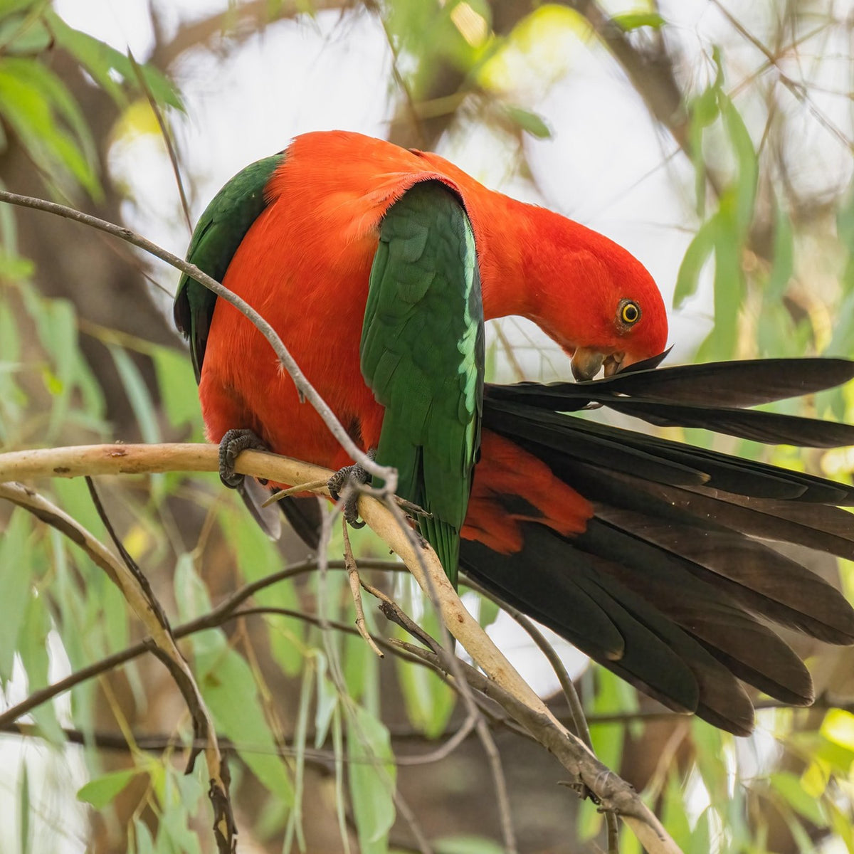 Male Australian king parrot preening its long tail feathers, a good fit for a Large Seed Cube no-mess feeder