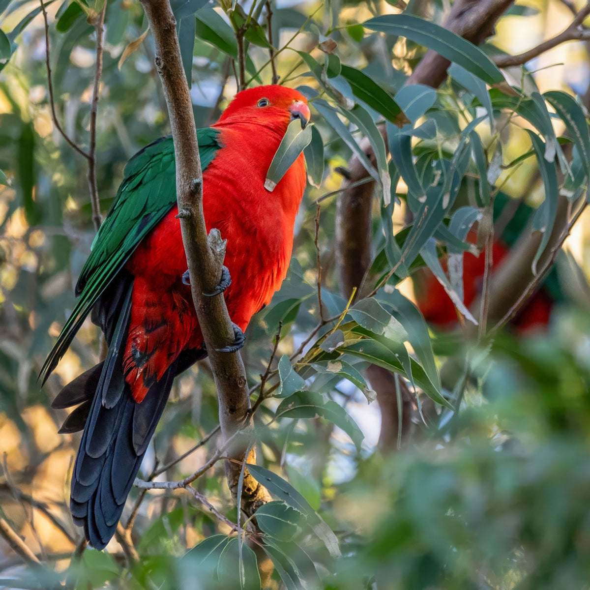 Two male Australian king parrots backlit in a gum tree, birds suited to a Large Seed Cube no-mess feeder