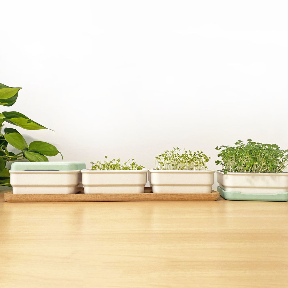 Micropod Continuous Grow Kit shown in cycle of use with multiple trays of microgreens at different growth stages, supporting a steady supply for Seed Cube bird feeding.