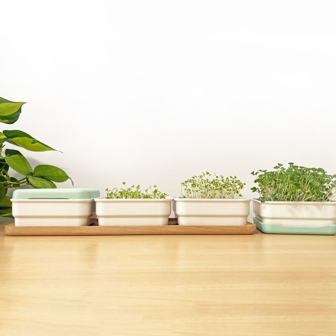 Micropod Continuous Grow Kit shown in cycle of use with multiple trays of microgreens at different growth stages, supporting a steady supply for Seed Cube bird feeding.