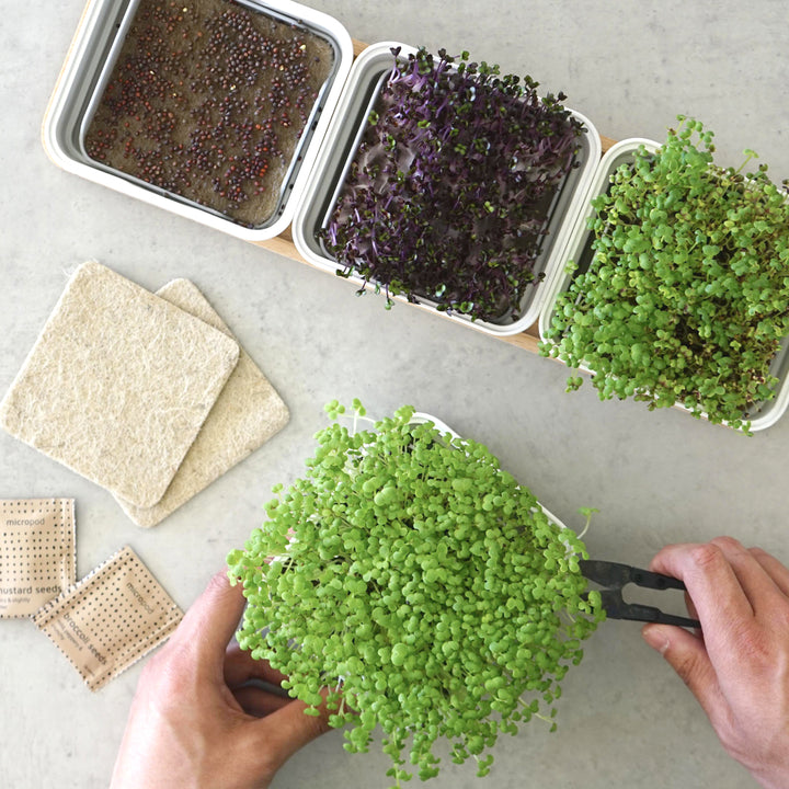 Micropod Continuous Growing Kit with microgreens in containers, hands using tongs on a light surface, showing easy harvest for Seed Cube bird feeding.