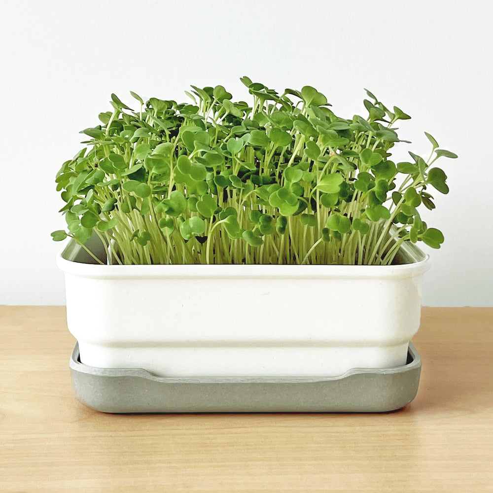Micropod indoor garden with fresh microgreens growing on a wooden surface, designed to pair with Seed Cube for healthy bird feeding.