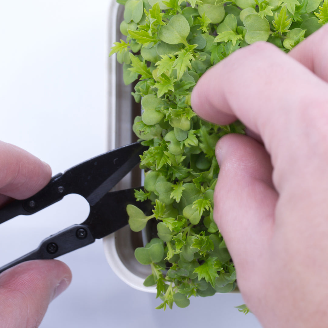 Close-up of Micropod Micro Snips cutting microgreens above the honeycomb grid, ready for Seed Cube bird feeding.