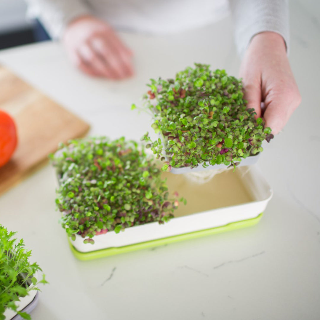 Person holding a Micropod container of fresh microgreens on a kitchen counter, ready to add to meals or Seed Cube bird feeding routine.