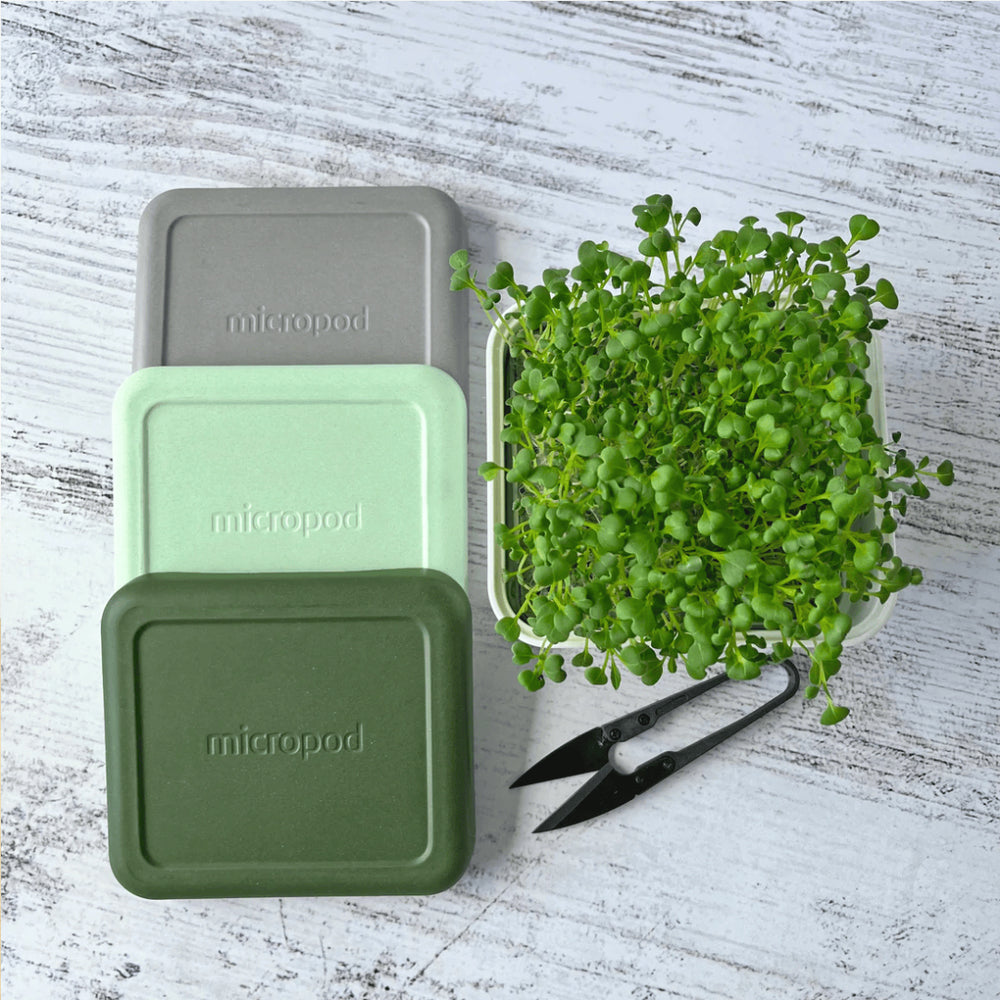Micropod Mini Kit growing fresh microgreens on a kitchen bench, designed to pair with Seed Cube for bird-friendly feeding.
