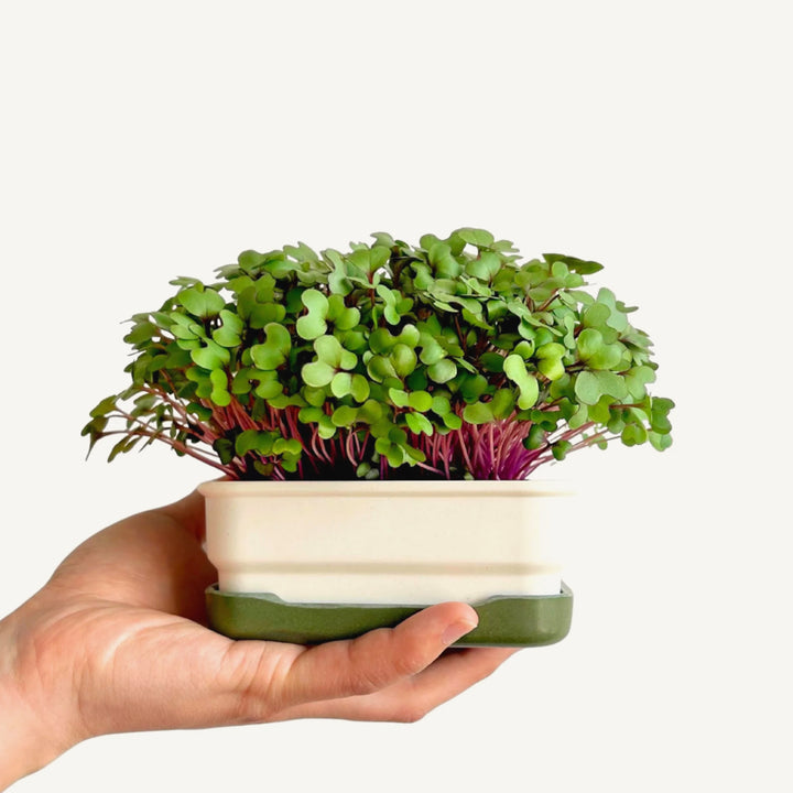Hand holding a Micropod Mini Starter portable indoor garden with microgreens on a white background, a simple way to grow bird-safe greens for Seed Cube feeding.