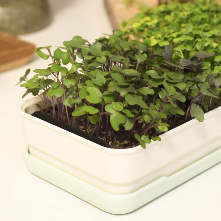 Micropod small indoor garden with young microgreens growing in a white container on a light surface, a clean setup for Seed Cube bird feeding.