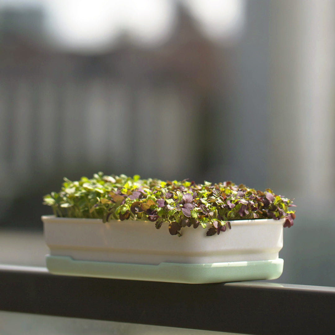 Micropod Starter Kit showing healthy microgreens growth, an easy at-home solution that complements Seed Cube feeding for birds.