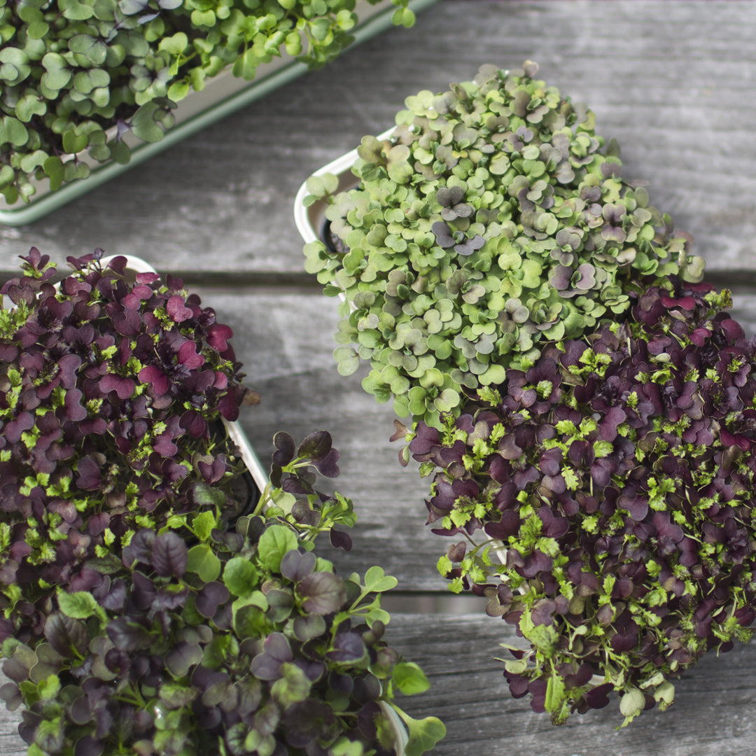 Micropod Starter Kit with microgreens growing in white containers on a wooden surface, designed to pair with Seed Cube for bird-friendly feeding.
