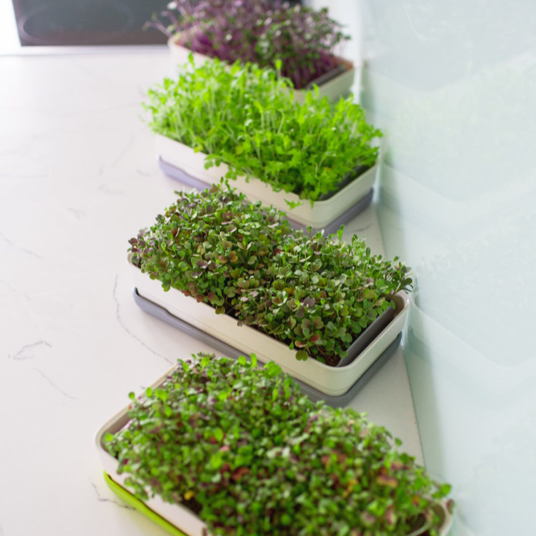 Four Micropod Starter Kit containers with fresh microgreens growing on a white surface, a clean setup that complements Seed Cube feeding for birds.