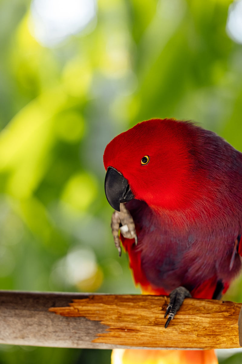 Female red eclectus parrot, linking to the eclectus diet guide