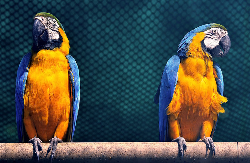 Pair of blue and gold macaws, linking to the Seed Cube size guide