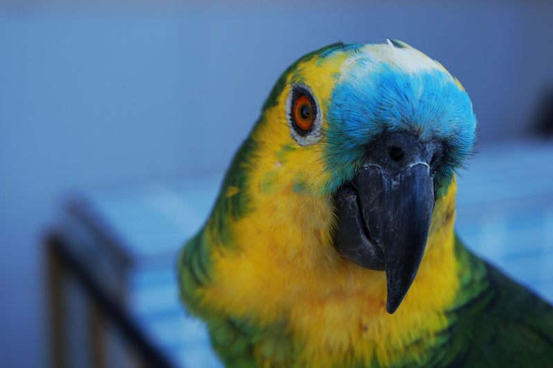 Blue-fronted Amazon parrot, what to feed an Amazon parrot guide