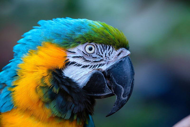Blue and gold macaw close-up, linking to the macaw diet guide