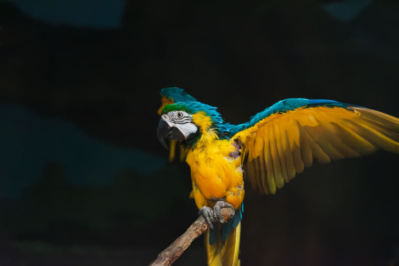 Blue and gold macaw with wings spread, linking to the macaw feeder