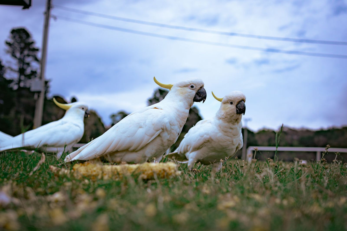 Flock of sulphur-crested cockatoos feeding together on the ground