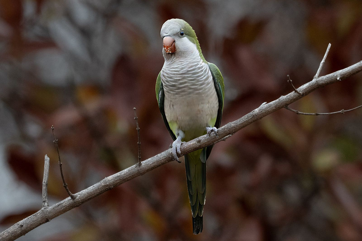 Alert, healthy green parrot perched on a branch