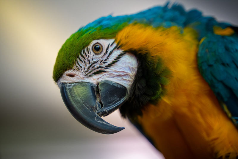Blue and gold macaw, linking to the macaw care guide