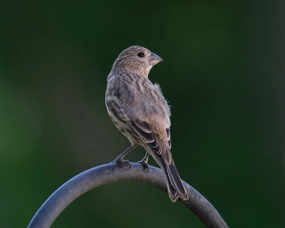 Finch perched on a metal hoop, Small Seed Cube no-mess finch feeder