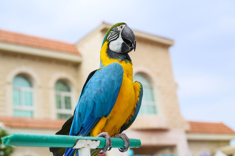 Blue and gold macaw perched, linking to the macaw care guide