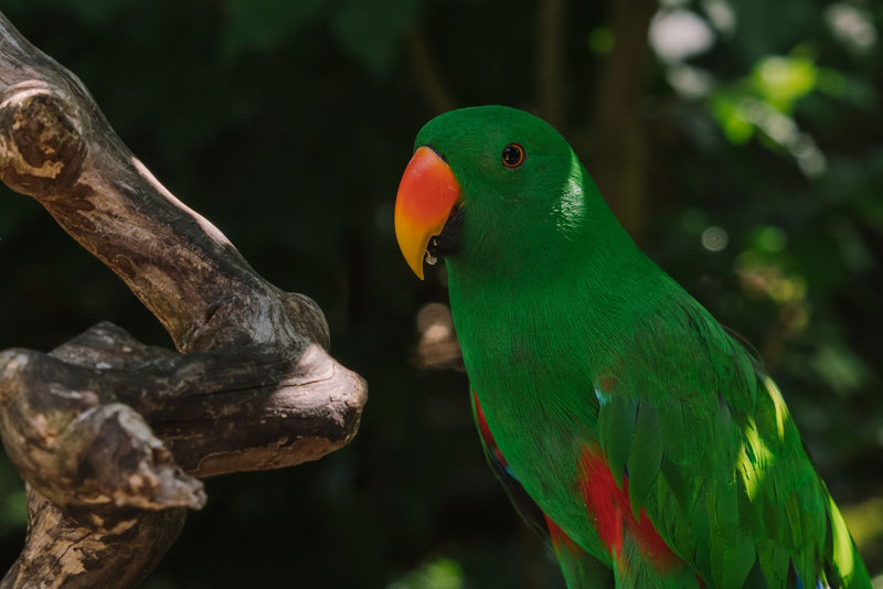 Eclectus parrot, linking to the eclectus care guide