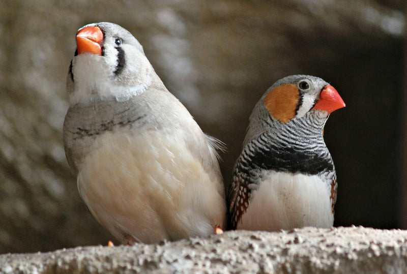 Two zebra finches feeding together, what to feed a finch diet guide