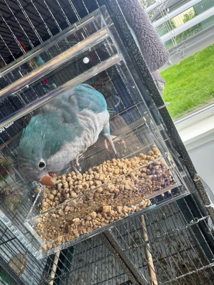 Blue Quaker parrot eating in a Seed Cube no-mess feeder