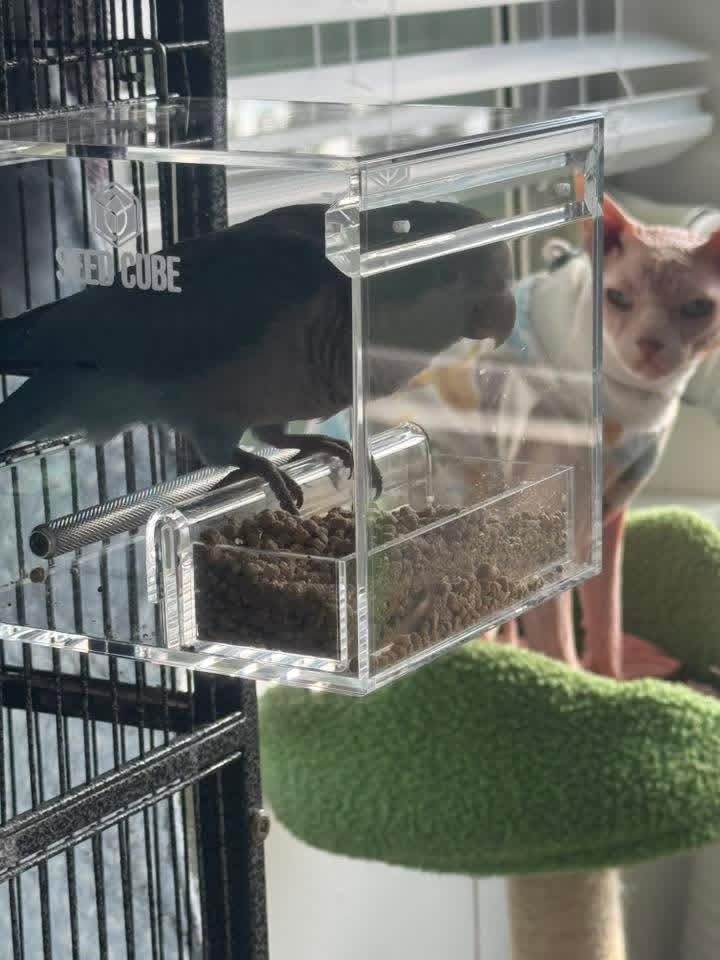 Quaker parrot feeding in a Seed Cube no-mess feeder