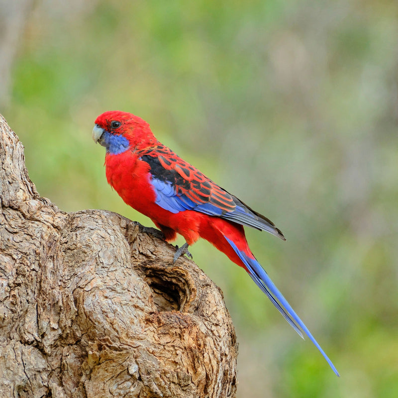 Crimson rosella perched on a tree stump, suited to a Small Seed Cube no-mess feeder