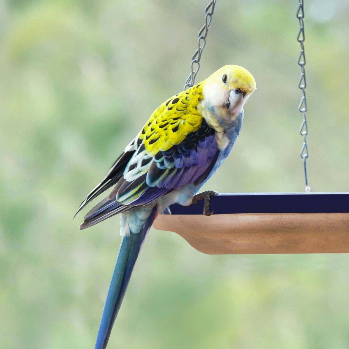 Pale-headed rosella feeding from an open tray feeder, the seed spill a Small Seed Cube prevents
