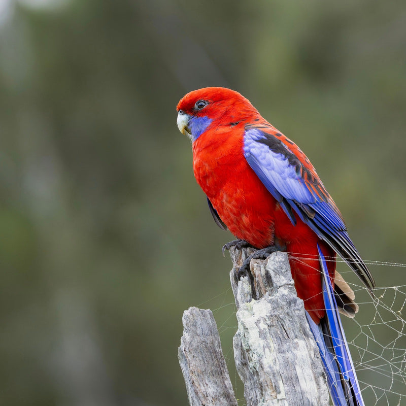 Crimson rosella showing its long tail, sized for the Small Seed Cube no-mess feeder