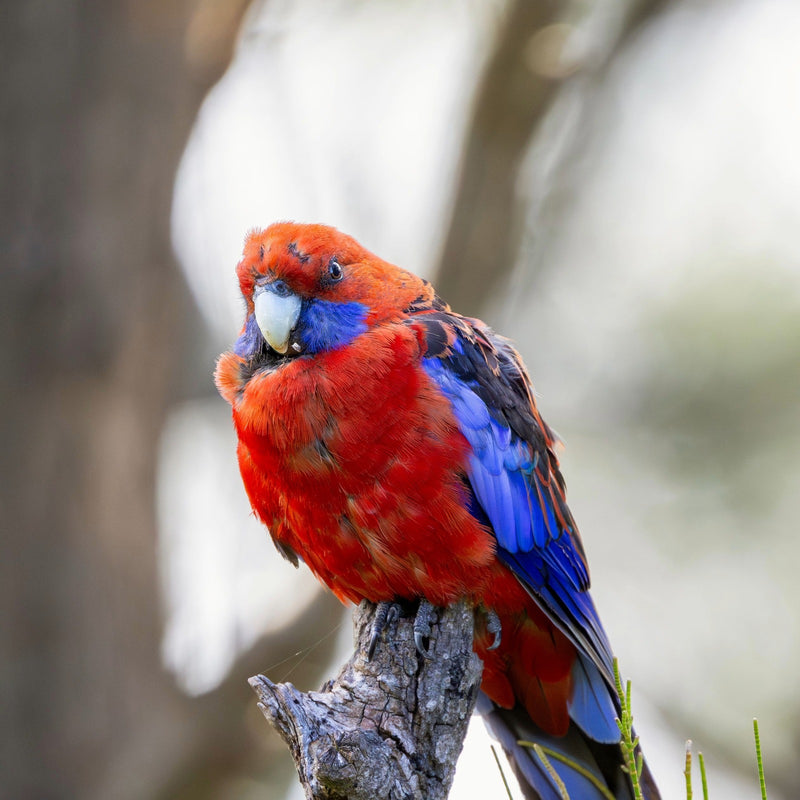 Crimson rosella close-up, rosella care guide