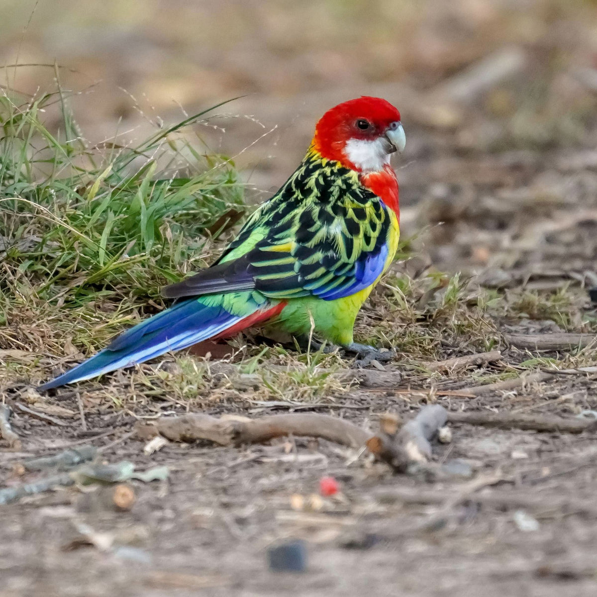 Eastern rosella foraging on the ground, the habit a Small Seed Cube no-mess feeder helps reduce